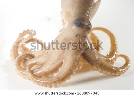 Internal and external structure of a squid in a biological laboratory.