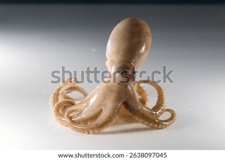 Internal and external structure of a squid in a biological laboratory.