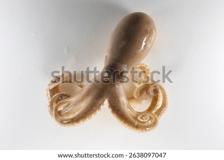 Internal and external structure of a squid in a biological laboratory.
