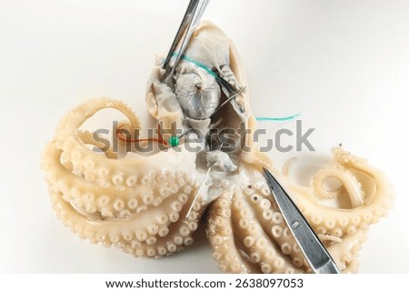 Internal and external structure of a squid in a biological laboratory.