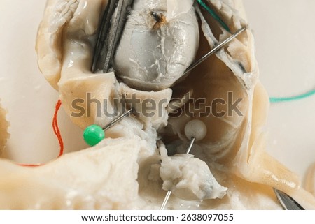 Internal and external structure of a squid in a biological laboratory.