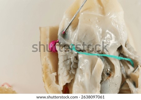 Internal and external structure of a squid in a biological laboratory.