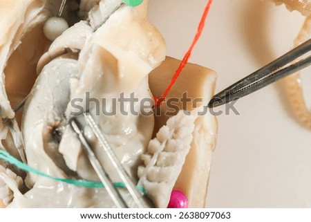 Internal and external structure of a squid in a biological laboratory.