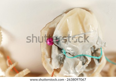 Internal and external structure of a squid in a biological laboratory.