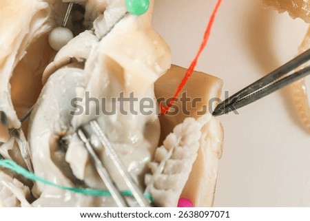 Internal and external structure of a squid in a biological laboratory.