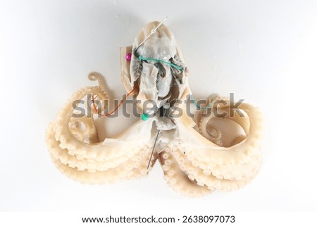 Internal and external structure of a squid in a biological laboratory.