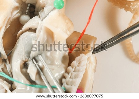 Internal and external structure of a squid in a biological laboratory.