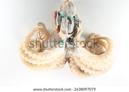 Internal and external structure of a squid in a biological laboratory.