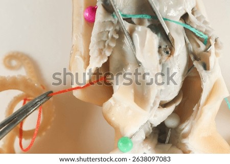 Internal and external structure of a squid in a biological laboratory.