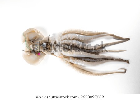 Internal and external structure of a squid in a biological laboratory.