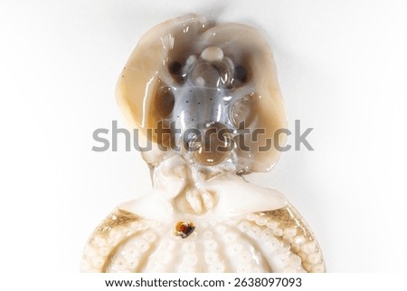Internal and external structure of a squid in a biological laboratory.