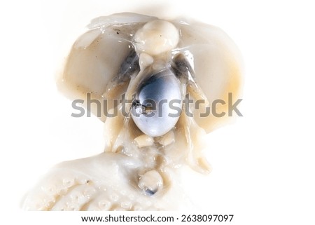 Internal and external structure of a squid in a biological laboratory.