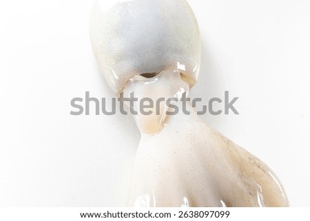 Internal and external structure of a squid in a biological laboratory.