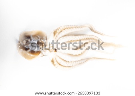 Internal and external structure of a squid in a biological laboratory.