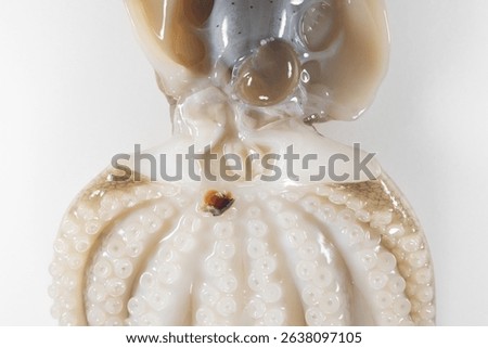 Internal and external structure of a squid in a biological laboratory.