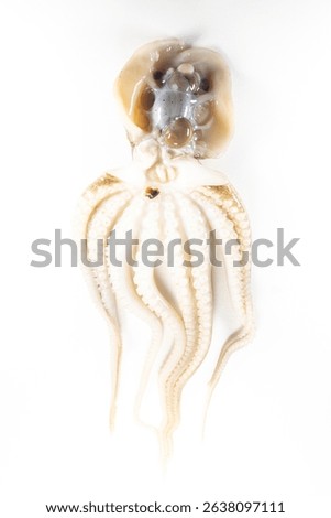 Internal and external structure of a squid in a biological laboratory.