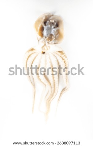 Internal and external structure of a squid in a biological laboratory.