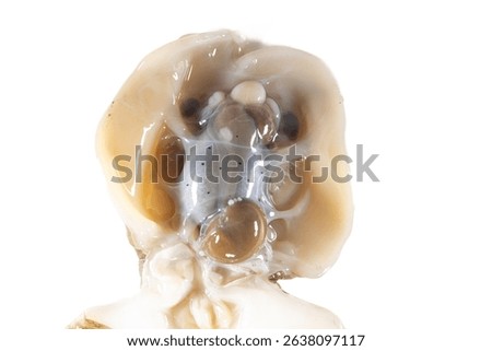 Internal and external structure of a squid in a biological laboratory.