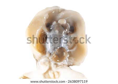 Internal and external structure of a squid in a biological laboratory.