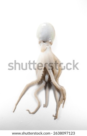 Internal and external structure of a squid in a biological laboratory.