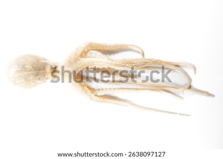 Internal and external structure of a squid in a biological laboratory.