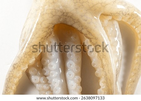 Internal and external structure of a squid in a biological laboratory.