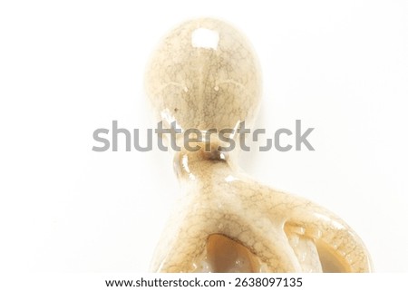 Internal and external structure of a squid in a biological laboratory.