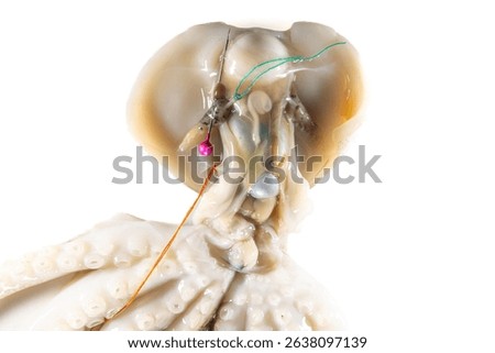 Internal and external structure of a squid in a biological laboratory.