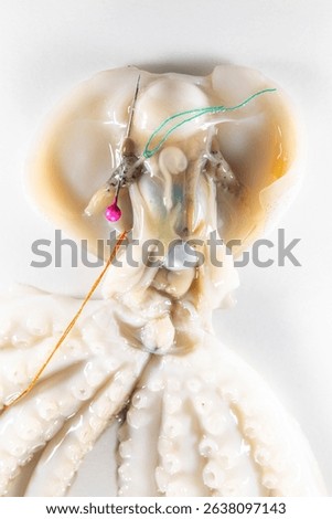 Internal and external structure of a squid in a biological laboratory.