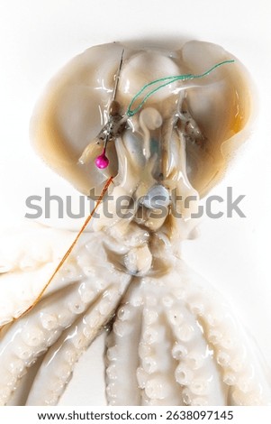 Internal and external structure of a squid in a biological laboratory.
