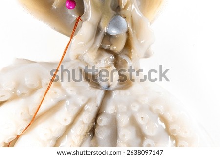 Internal and external structure of a squid in a biological laboratory.