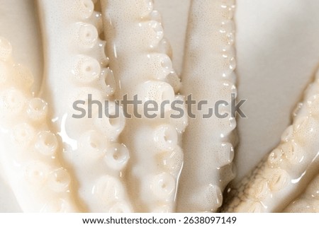 Internal and external structure of a squid in a biological laboratory.