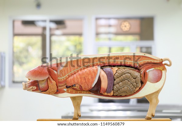 Internal organs of pig. pig anatomy\
model. pig internal organs diagram beautiful pig anatomy\
references. exploring anatomy and physiology in the\
laboratory.
