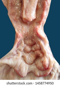 Internal side of Cervix and uterine body in cow