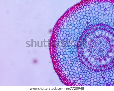 Internal structure of Mono-cot Stem,Lawn grass.
