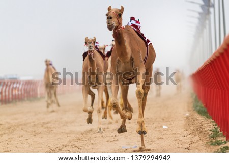 International Camel Racing Festival, a traditional arab culture in Kuwait