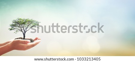 International day of forest concept: Human hands holding big tree over blurred green forest background