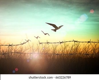 International day for the remembrance of the slave trade and its abolition concept: Silhouette of bird flying and barbed wire at autumn sunset background