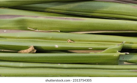 International Day of the Tropics concept. coconout leaf. nature photo object - Powered by Shutterstock