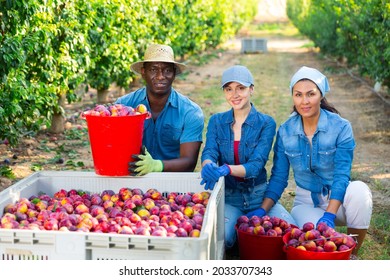 International Group Of Smiling Farm Workers Posing With Big Plastic Box Full Of Sweet Ripe Plums At Orchard