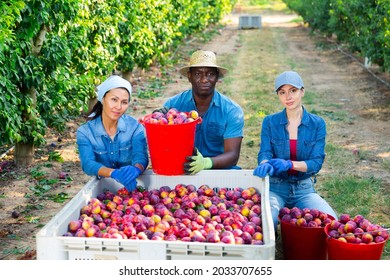 International Group Of Smiling Farm Workers Posing With Big Plastic Box Full Of Sweet Ripe Plums At Orchard