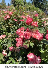 International Rose Test Garden, Portland, Oregon