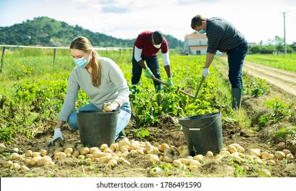 International Team Of Farm Workers Wearing Medical Face Masks Harvesting Potatoes. Concept Of Work In Context Of Coronavirus Pandemic

