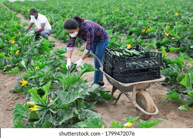 International Team Of Farm Workers Wearing Medical Face Masks Harvesting Zucchini. Concept Of Work In Context Of Coronavirus Pandemic