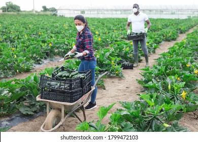 International Team Of Farm Workers Wearing Medical Face Masks Harvesting Zucchini. Concept Of Work In Context Of Coronavirus Pandemic