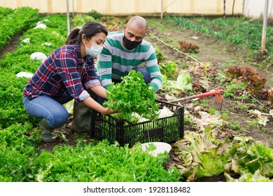 International Team Of Workers In Protective Face Masks Harvests Green Lettuce At Greenhouse Farm