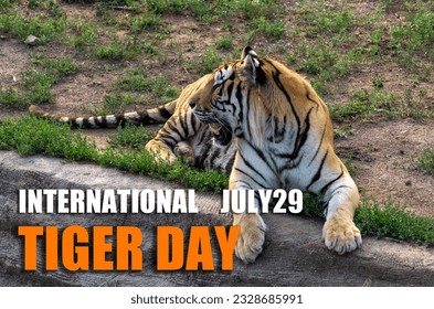 INTERNATIONAL TIGER DAY, 29 JULY,Definitions of 世界老虎日：INTERNATIONAL TIGER DAY