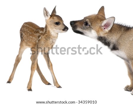 interplay between roe deer Fawn (15 days old) and Eurasian Wolf (40 days old) in front of a white background