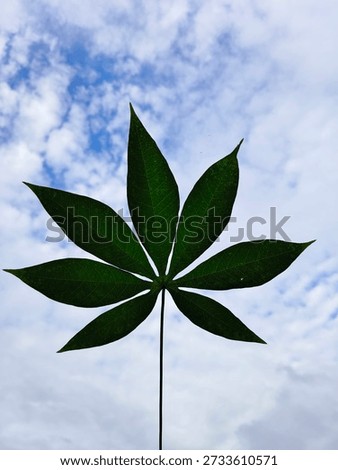 Interplay of Chlorophyll and Light