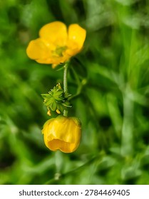 interplay of Focus and bokeh,  close up of a tiny buttercup with two blossoms—one fully open, the other just about to bloom, soft and warm lush green bokeh background,  Real picture,  peaceful still life,  romantic portrait,  light,  sun, spring, summer, calm location,  vibrant soft leaves, texture background 